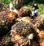 palm oil