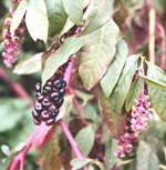 pokeweed