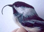 Black capped chickadee with deformed beak