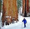 Sequoia forest