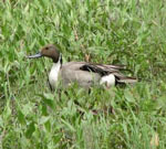 ducks may be affected by climate change