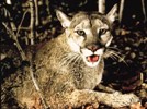 Florida panther