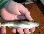 A tomcod from the Hudson River