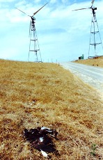 This U.S. Fish and Wildlife Service picture shows the remains of a Golden Eagle killed by a wind turbine.