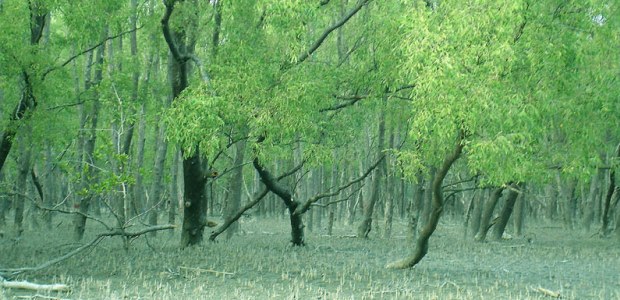 The spilled oil has already spread to 500 square kilometers of the forest and would have a long-term adverse effect on its biodiversity, including fish and animals, in the affected areas, according to a study conducted by the Environment Science Department of Khulna University.