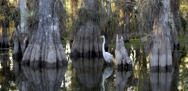 This photo of a Great Egret in the Everglades National Park is a National Park Service Photo by Rodney Cammauf.