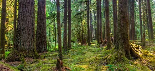 USDA Forest Service Invests $265 Million to Conserve Private Forestlands