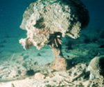Eroding Coral Reef